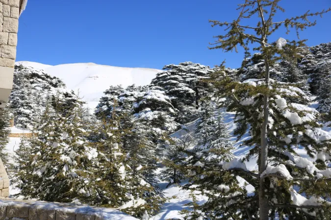 Cedars